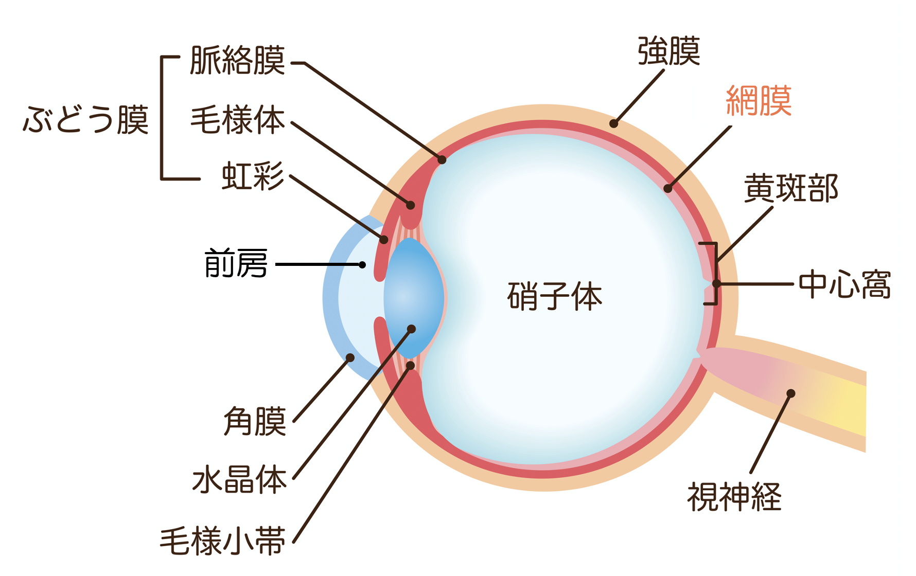 角結膜疾患の治療戦略: 薬物治療と手術の最前線 (眼科臨床エキスパート