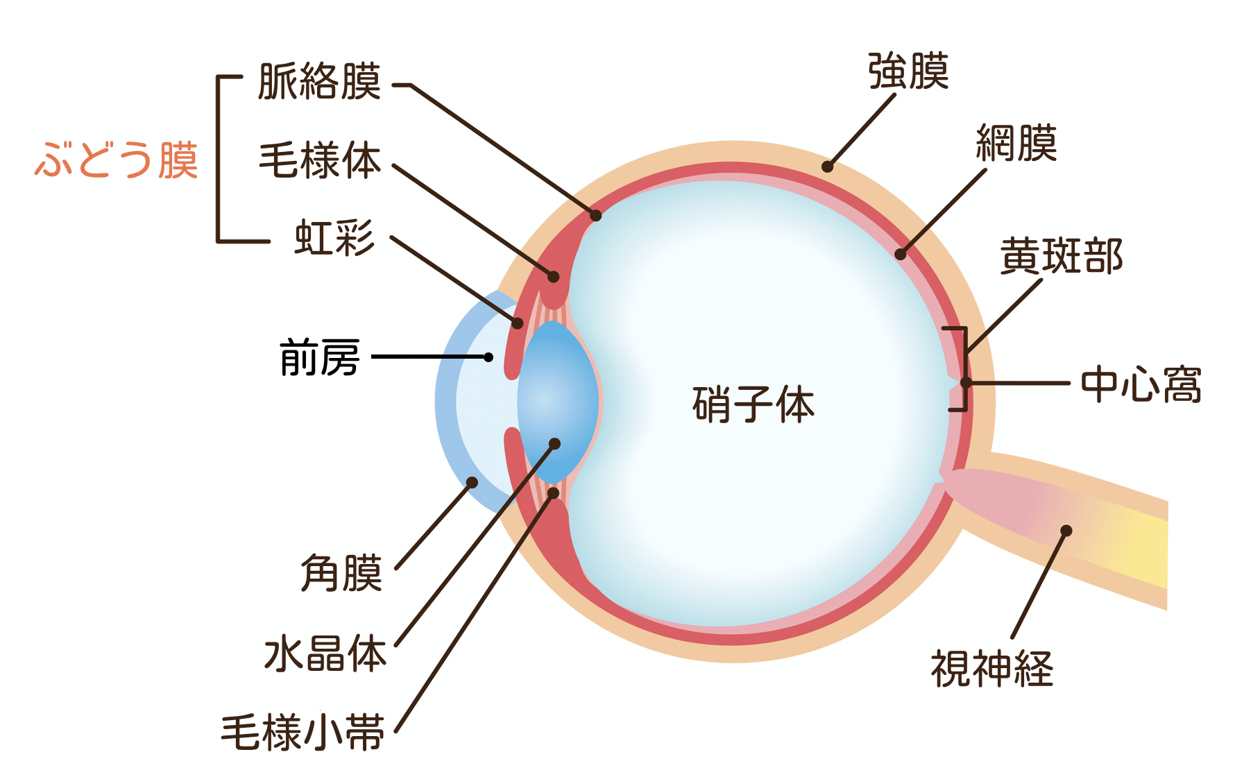 ぶどう膜炎について | メディカルノート ぶどう膜炎について | メディカルノート