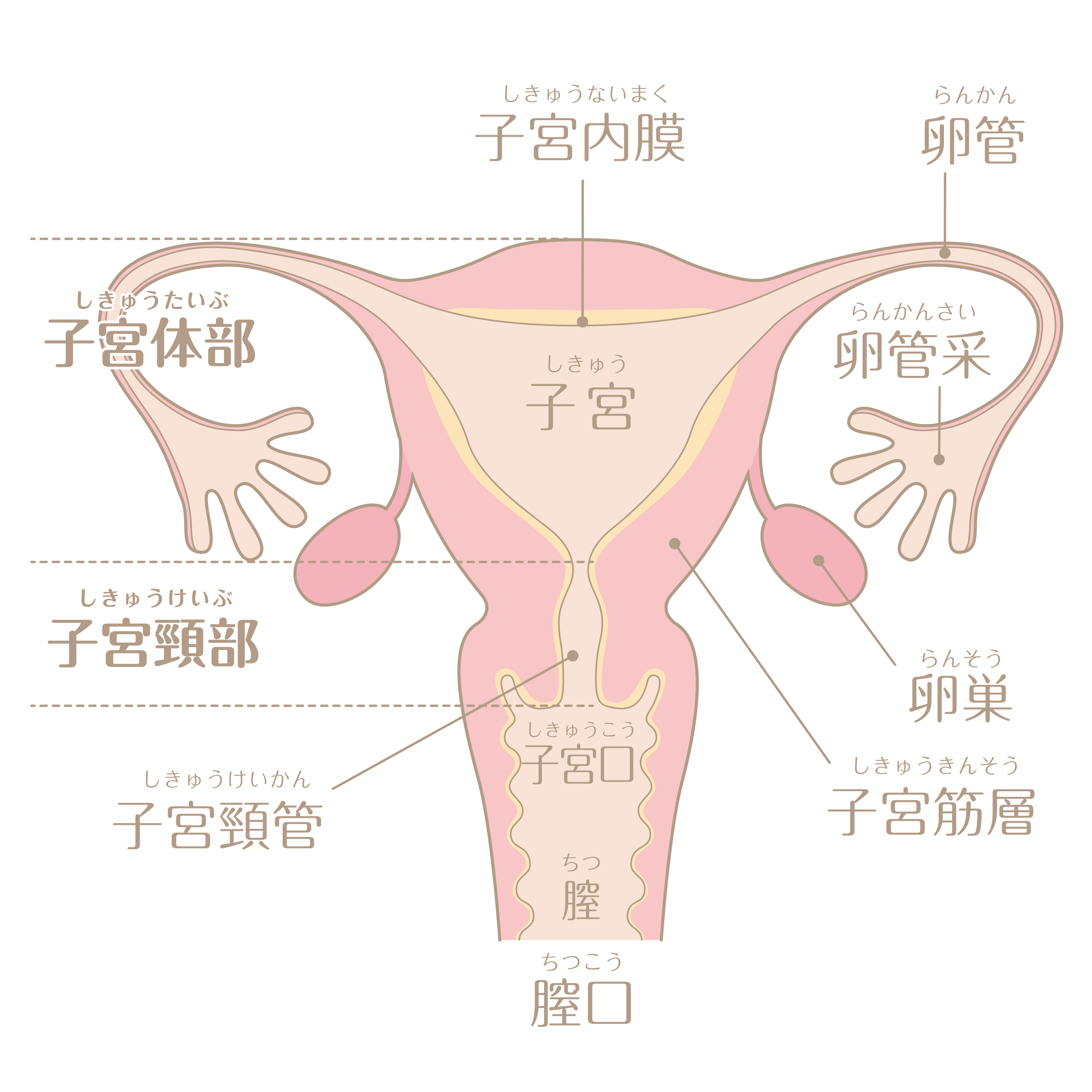 子宮の構造（PIXTA）