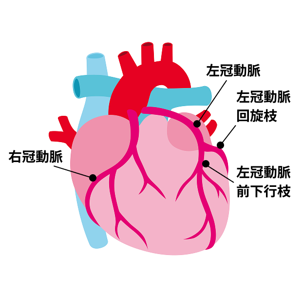 冠動脈（提供：PIXTA）