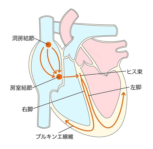 洞結節と房室結節 電気信号の乱れが不整脈を起こす